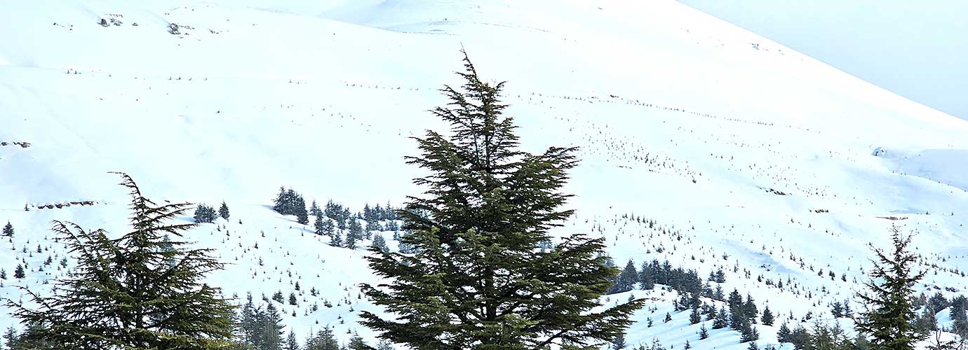 Arz el Rabb: Stories from Lebanon's Ancient Cedar Forest