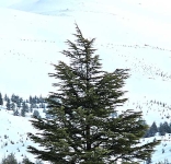 Arz el Rabb: Stories from Lebanon's Ancient Cedar Forest