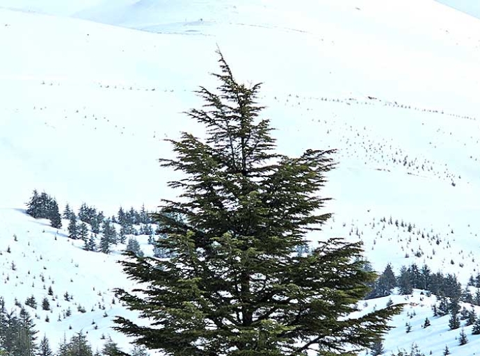 Arz el Rabb: Stories from Lebanon's Ancient Cedar Forest