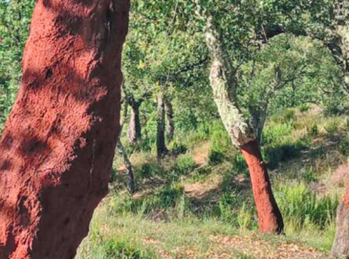 Discover the 2025 Gazette du Chêne-Liège from Forêt Modèle de Provence