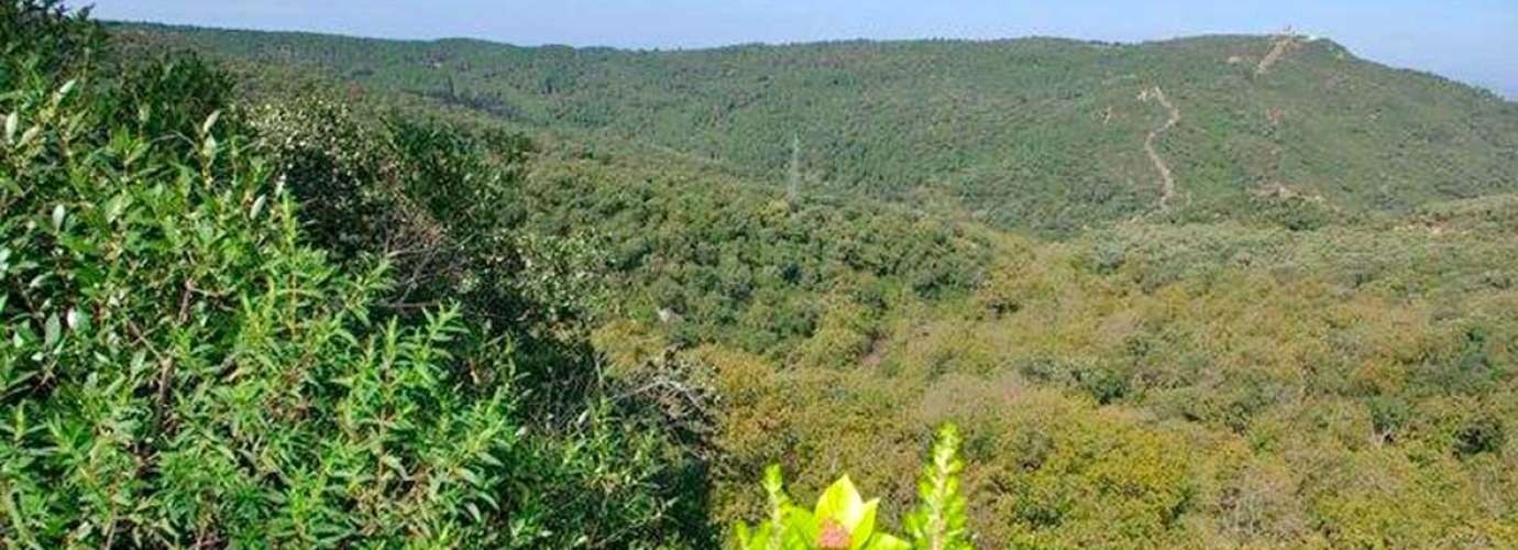 Tunisia joins the Mediterranean Model Forest Network with new initiative